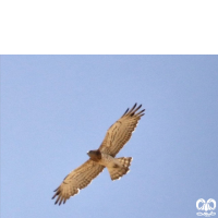 گونه عقاب مارخور Short-toed Eagle